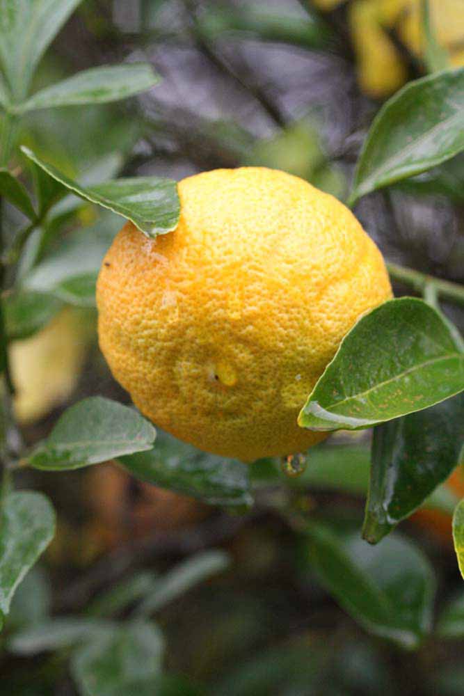              Fruit (Riverside, CA)       